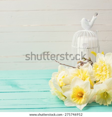 Fresh yellow narcissus  flowers and candle i decorative bird cage on green painted wooden planks. Selective focus. Place for text.  Toned image.