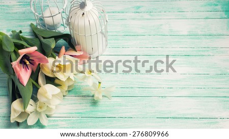 Fresh  spring white and pink  tulips and narcissus flowers, candles in decorative bird cages  on turquoise  painted wooden background. Selective focus. Place for text. Toned image.