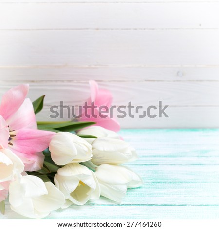 Postcard with fresh  white and pink flowers tulips on turquoise painted planks against white wall. Selective focus. Square image.