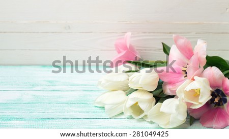 Postcard with fresh  white and pink flowers tulips on turquoise painted planks against white wall. Selective focus. Toned image.