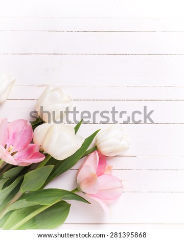 Fresh  spring white and pink  tulips  on white  painted wooden background. Selective focus. Place for text. Vertical image.