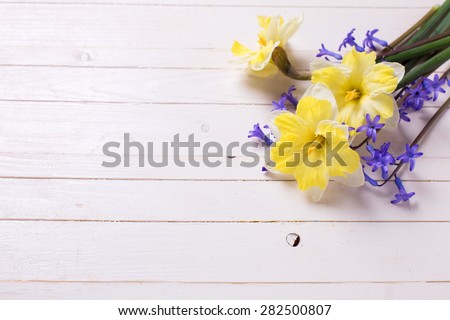 Bright  yellow and blue spring flowers   on white   painted wooden planks. Selective focus. Place for text.