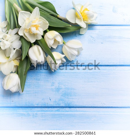 Fresh  spring white tulips and narcissus flowers  on blue  painted wooden background. Selective focus. Place for text.  Square image.