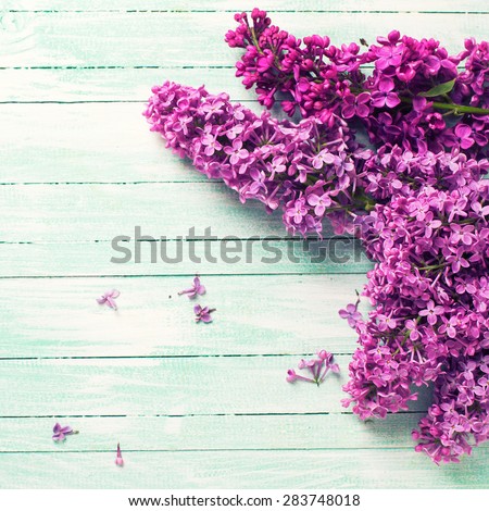 Fresh lilac flowers  on turquoise painted wooden planks. Selective focus. Place for text. Square image.