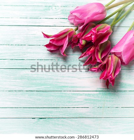 Fresh pink  tulips  on turquoise  wooden background. Selective focus. Place for text. Square image.