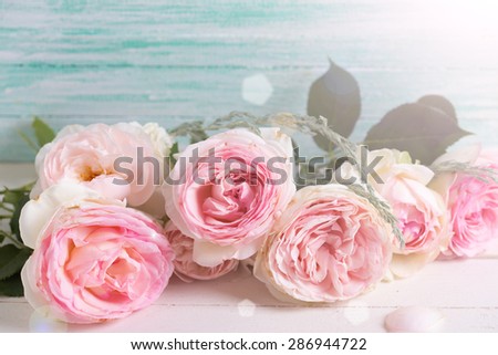 Postcard with sweet pink roses flowers in ray of light  on white painted wooden background against turquoise wall. Selective focus. Place for text.