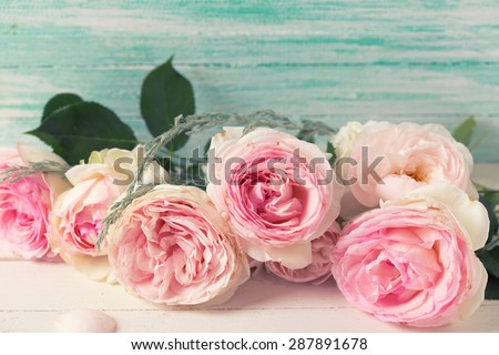 Postcard with sweet pink roses flowers  on white painted wooden background against turquoise wall. Selective focus. Place for text. Toned image.
