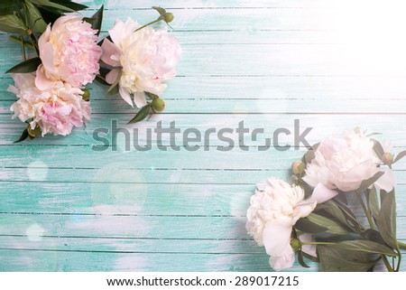 Splendid  white  pink  peonies flowers in ray of light on turquoise painted wooden planks. Selective focus. Place for text.
