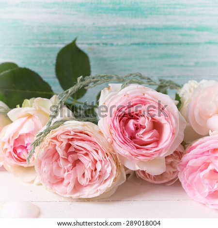 Postcard with sweet pink roses flowers  on white painted wooden background against turquoise wall. Selective focus. Place for text. Square image.
