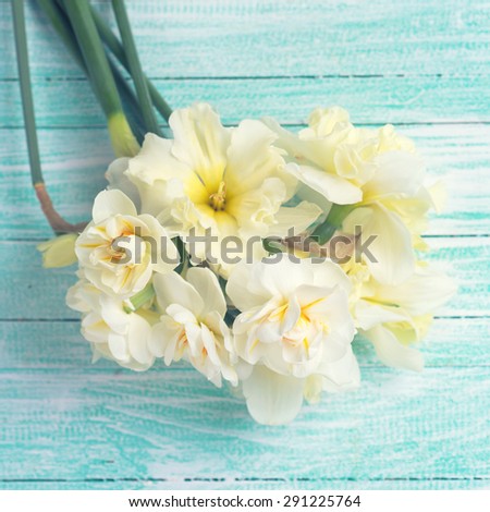 Bunch of yellow narcissus on turquoise painted wooden planks. Selective focus. Square image.