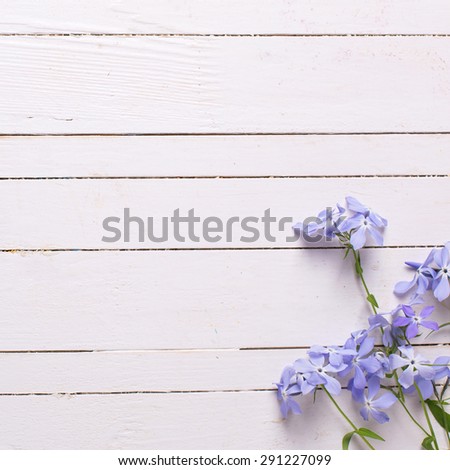 Background with fresh tender blue flowers on white wooden planks. Selective focus. Place for text. Square image.