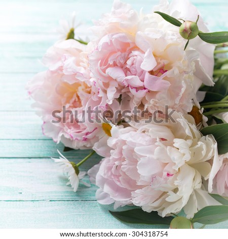 White  peonies flowers on turquoise painted wooden planks. Selective focus. Place for text. Square image.
