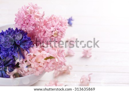 Postcard with fresh flowers hyacinths in ray of light  on white  painted wooden planks. Selective focus. Place for text.