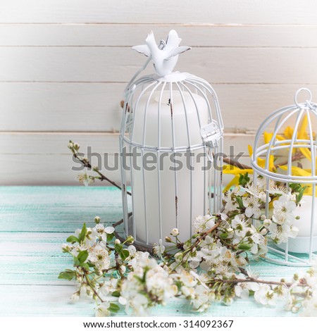 Background with white spring blossom  of trees and candles in  bird cages on turquoise wooden planks.  Selective focus.  Square image.