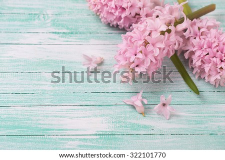 Fresh pink hyacinths flowers on turquoise painted wooden background. Selective focus. Place for text.