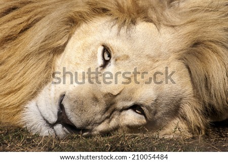 A white lion stares straight into the camera lens, South Africa
