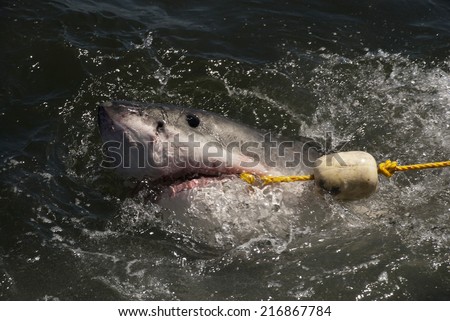 A great white shark proves to fast for the bait handler on a cage diving boat South africa