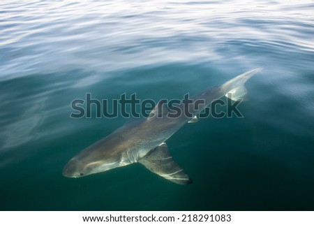 A great white shark underwater in Gansbaai, South Africa