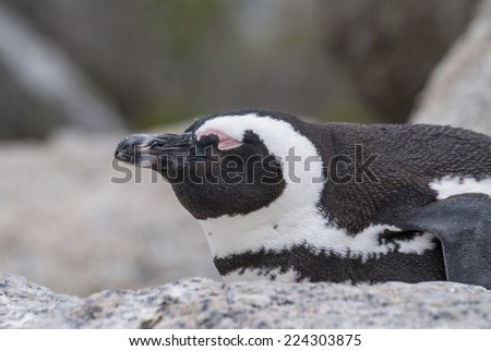 African penguin on Boulders Beach, False Bay, South Africa