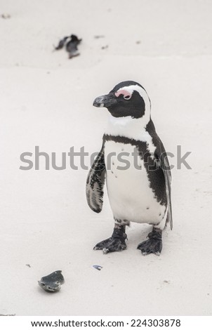 African penguin on Boulders Beach, False Bay, South Africa