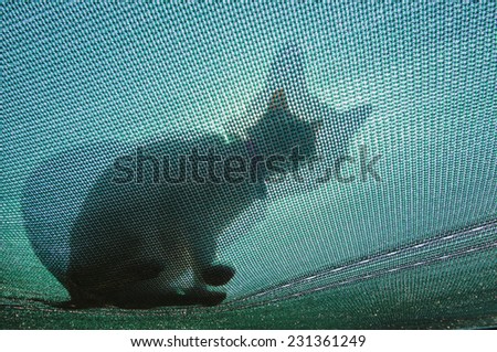 Cat on a canvas roof