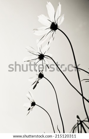 Wild white flowers in the summer time. Soft vintage black and white processed. Nature, and wedding concept