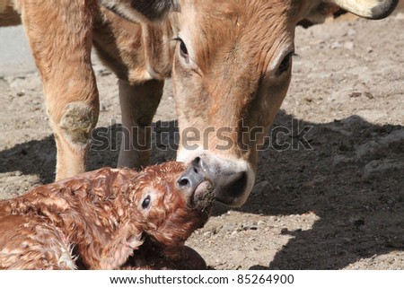 Birth of a calf