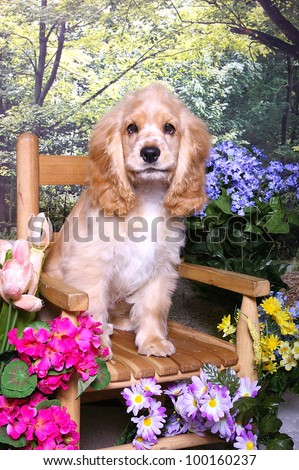 A cocker spaniel puppy sits in a wooden chair in a flower garden