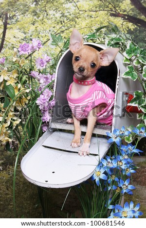 A little chihuahua puppy wearing a pink striped shirt sits in an open mailbox in a flower garden