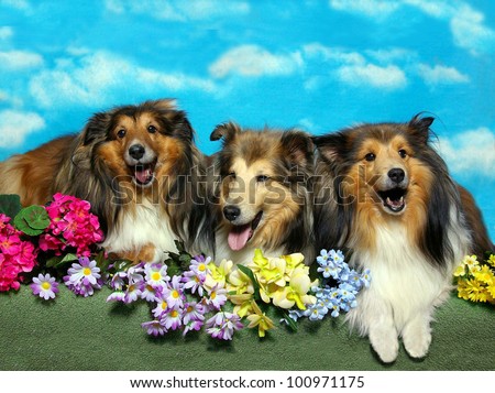 Three shetland sheepdogs lay together with bunches of flowers and appear to be singing