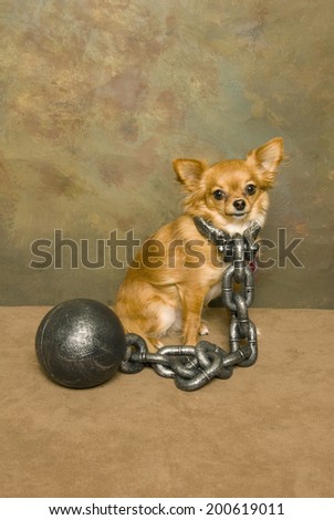 A little brown chihuahua dog sits looking sorrowful with a ball and chain around his neck.