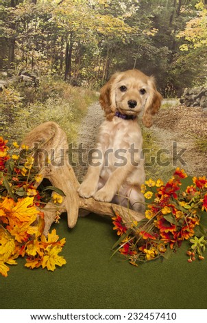 A tan cocker spaniel puppy sitting up on driftwood in the woods