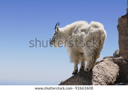Mountain goat high on a rocky ledge