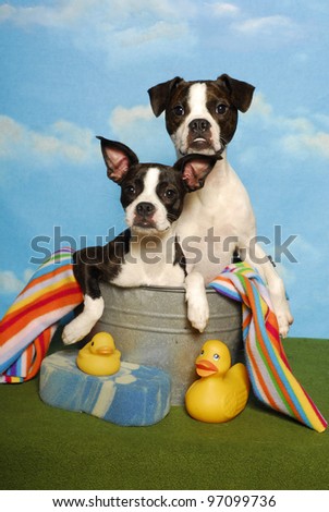 Two Boston Terriers in a Bath Tub