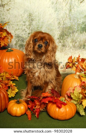 A King Charles Spaniel Dog Sits in an Autumn Scene with Pumpkins and fall leaves
