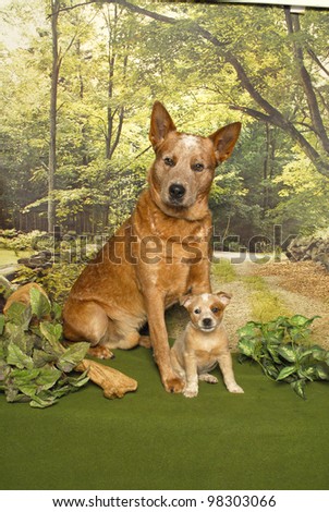 Big dog little dog in a woodland scene