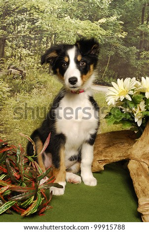 A border collie puppy sits in the woods with driftwood and flowers