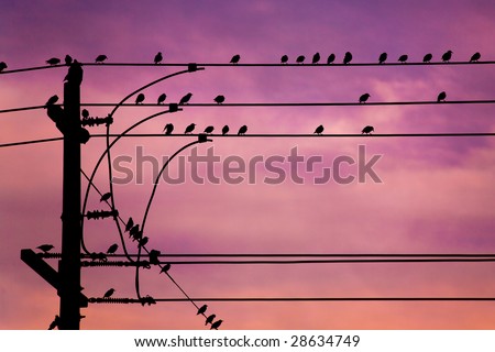 A flock of small birds are sitting on some power lines at dusk.