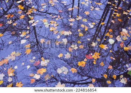 colorful falling autumn leaves on water with tree and sky reflection