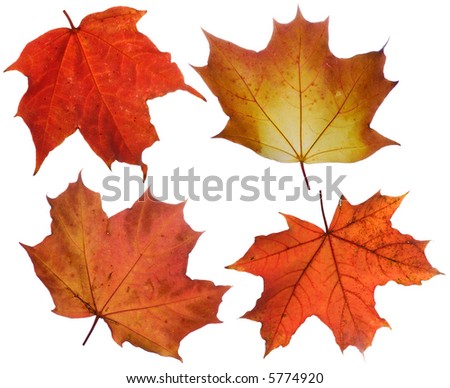 set of various autumn maple leaves isolated on white