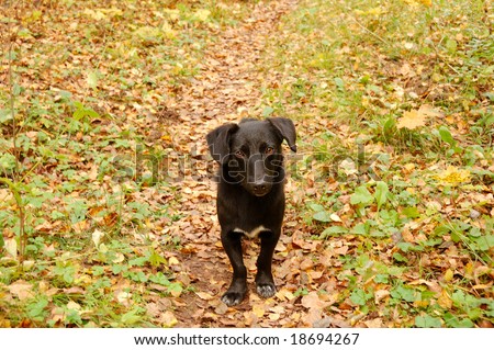 sad homeless dog in autumn forest