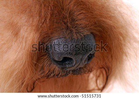 macro shot of dog nose