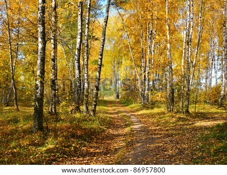 birch grove in autumn forest