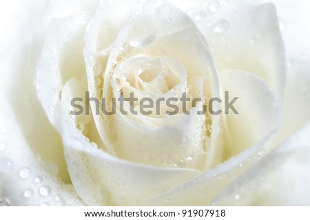 white rose with water drops closeup