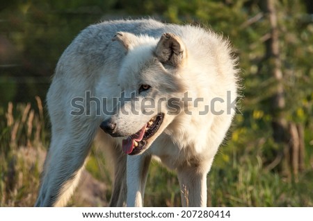 An alert white wolf stands at attention