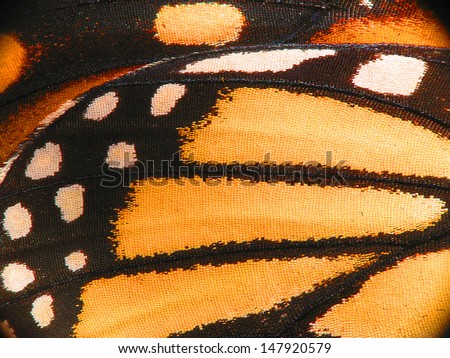 Super macro of a monarch butterfly wing showing the scales up close