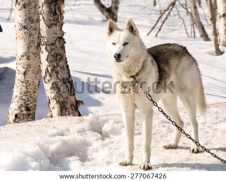 Huskies in nursery for dogs in the winter on Kamchatka