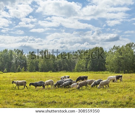 Calfs and lambs on a pasture in a sunny day on Kamchatka
