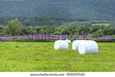 Hay in the field rolled up white plastic on Kamchatka