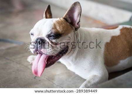 cute and lovely dog the french bulldog